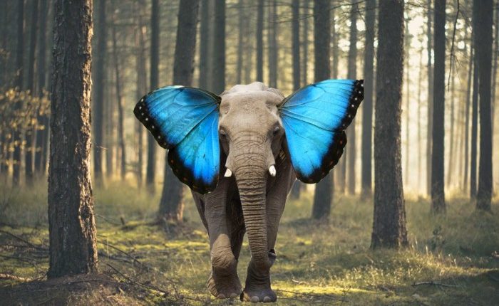 iota-elephant