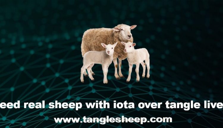 Tangle Sheep